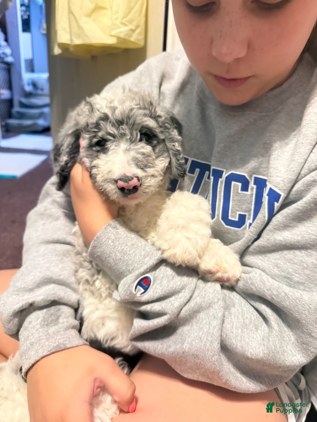 Aussiedoodle dogs for sale: Aussiedoodle Puppy 1 - Ad 1