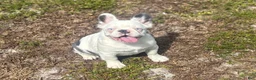 French Bulldog dogs for sale: Kona - Ad 4