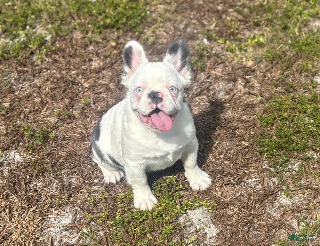 French Bulldog dogs for sale: Kona - Ad 4