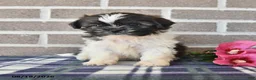 Shih Tzu dogs for sale: Trent - Ad 4