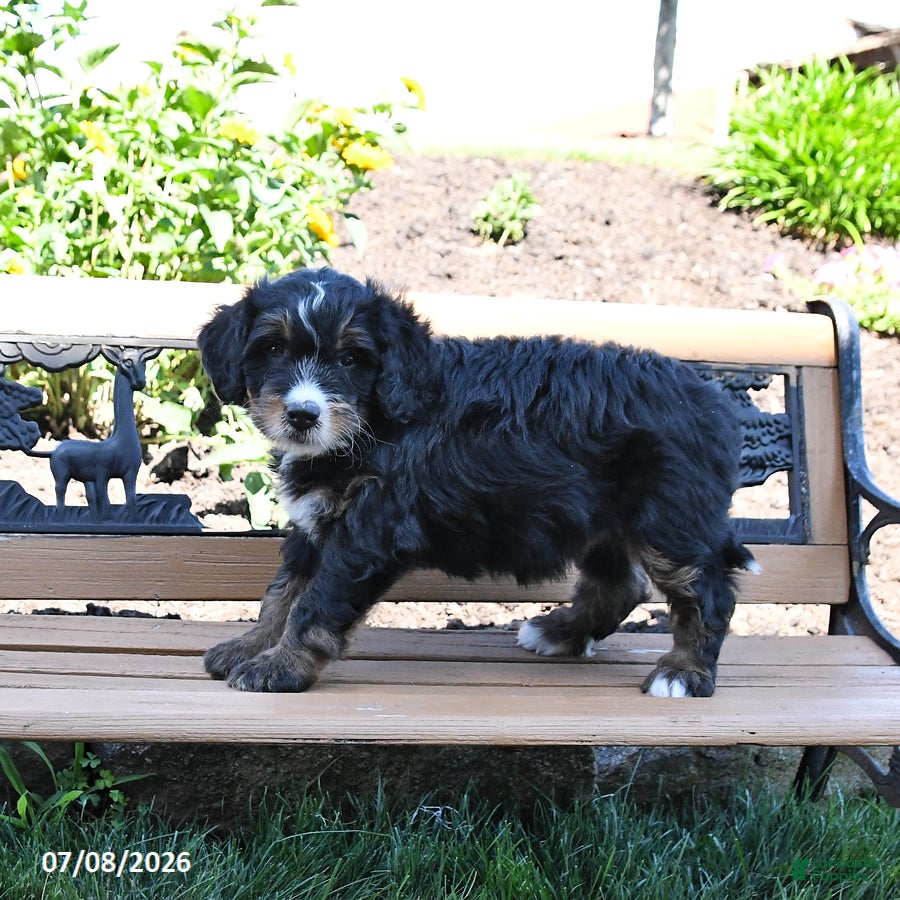Mini Bernedoodle dogs Leah - Ad 2