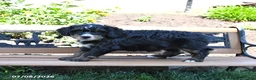 Mini Bernedoodle dogs for sale: Leah - Ad 2