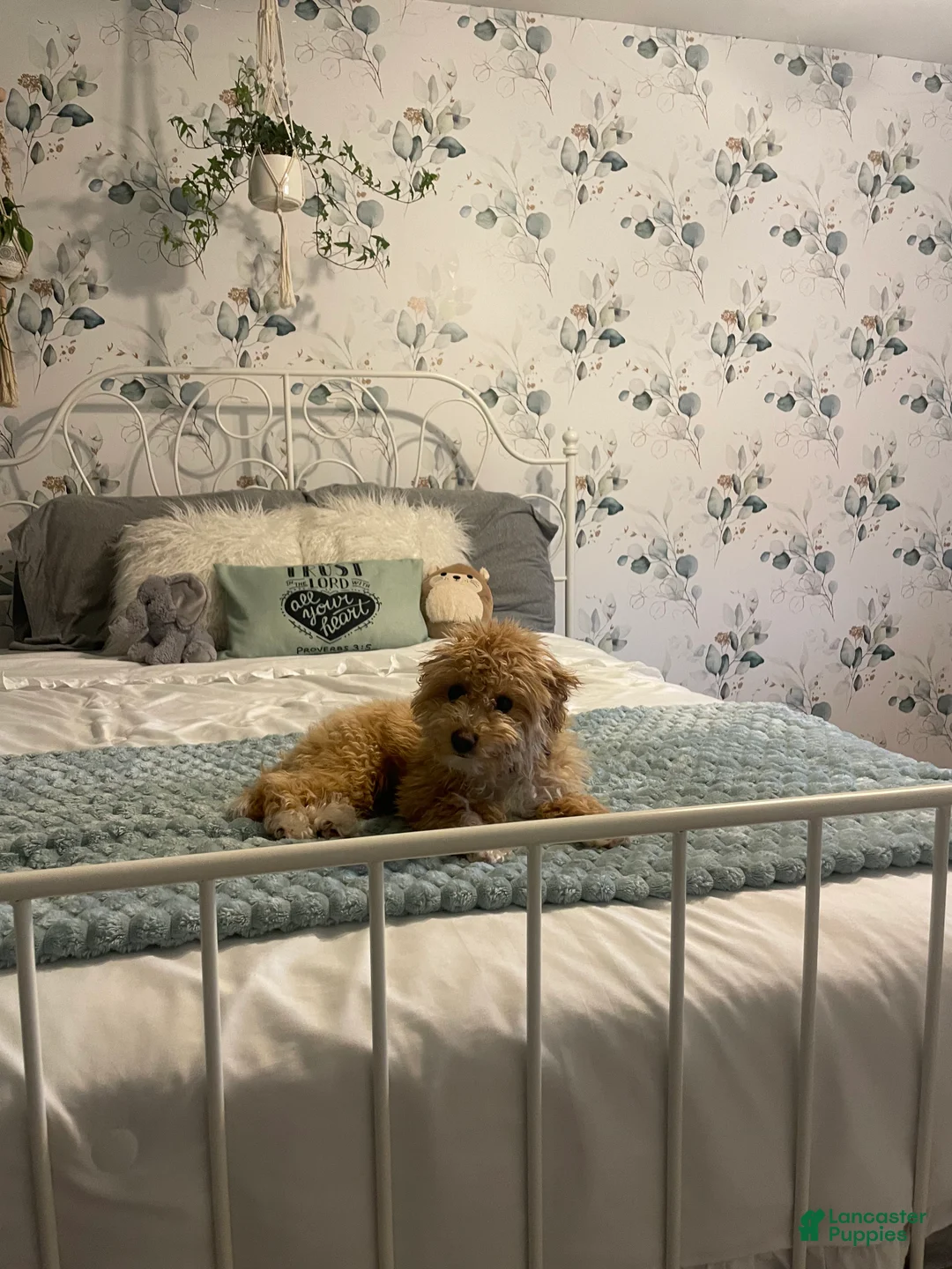 Bichpoo dogs for sale: Ella - Ad 3