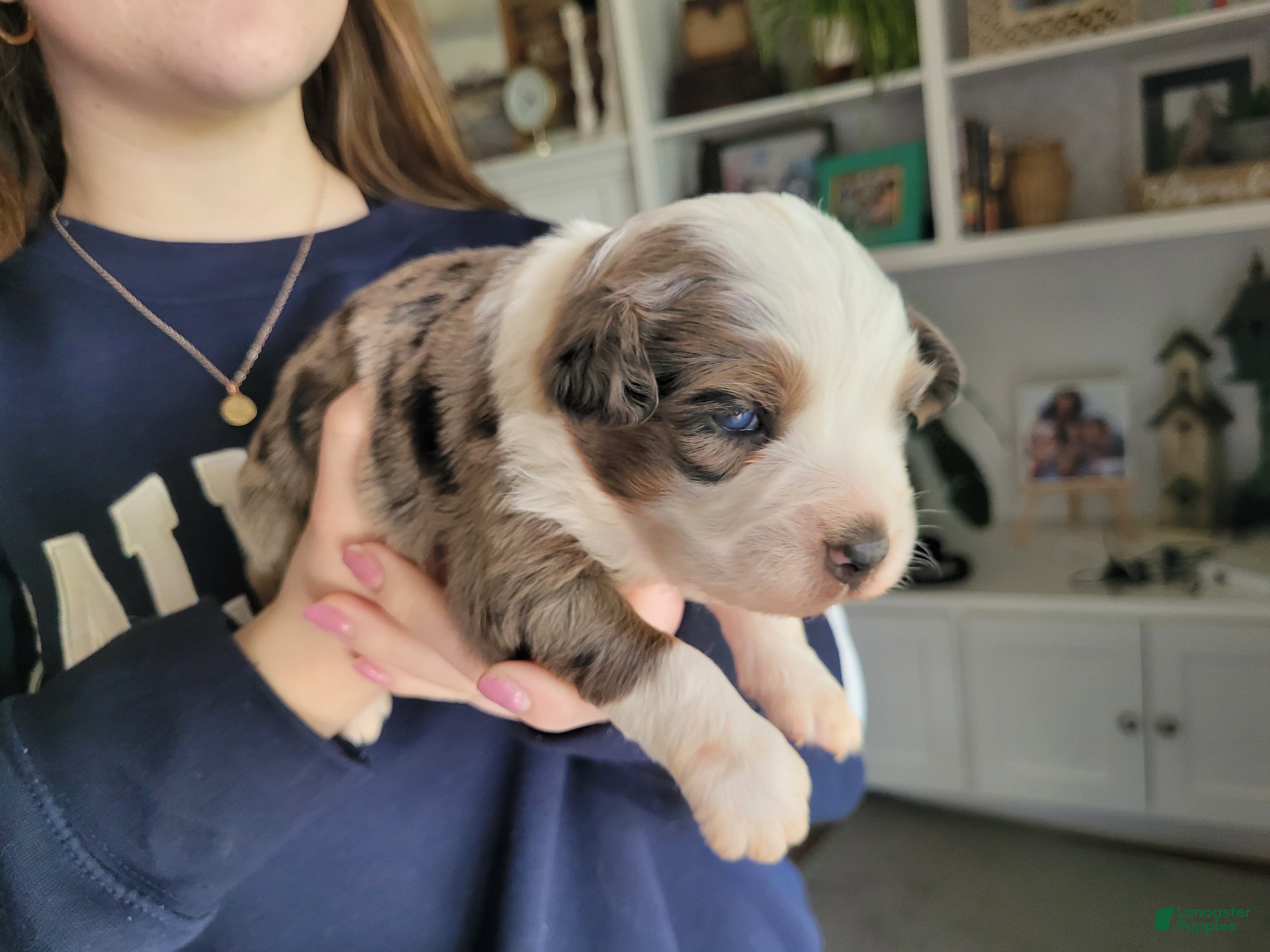 Australian Shepherd dogs Maverick  - Ad 3