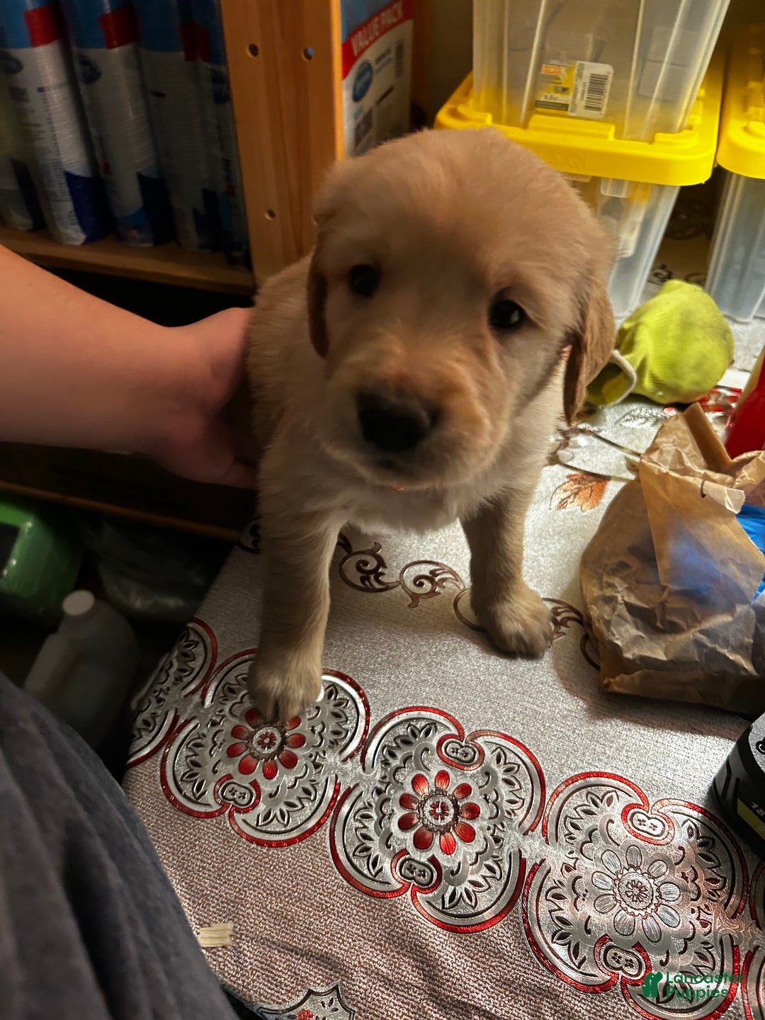 Golden Retriever dogs for sale: Blue - Ad 1