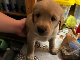 Golden Retriever dogs Blue - Ad 19