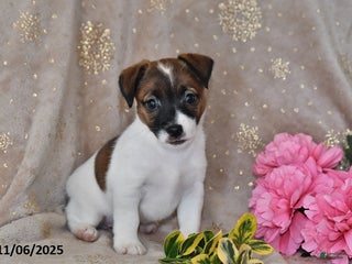 Jack Russell Terrier dogs - Ad 1