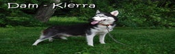 Siberian Husky dogs for sale: Flicka - Ad 7