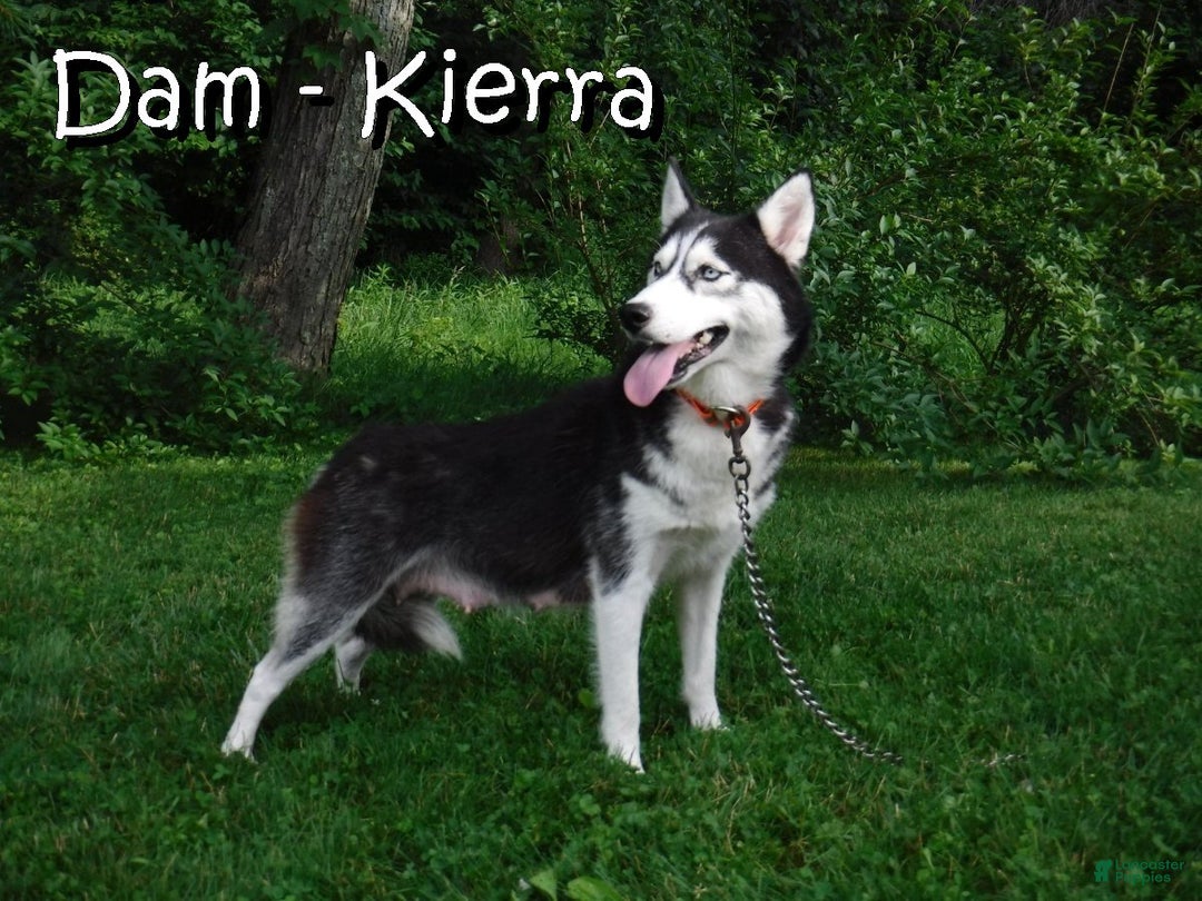 Siberian Husky dogs for sale: Flicka - Ad 7