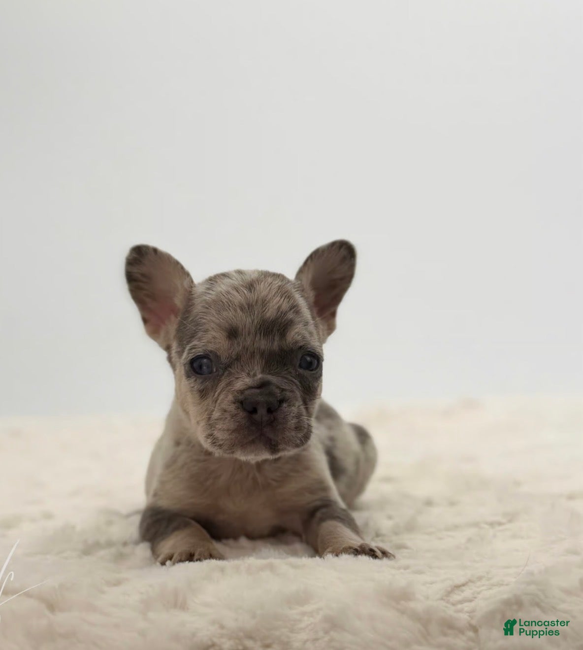 French Bulldog dogs 🐶 Meet Rocco – AKC Male French Bulldog - Ad 19