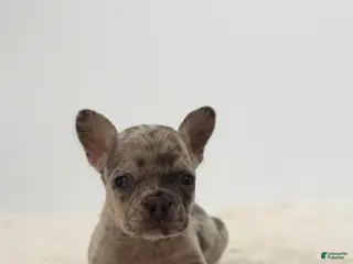 French Bulldog dogs 🐶 Meet Rocco – AKC Male French Bulldog - Ad 19