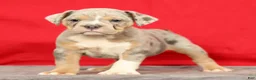 Beabull dogs for sale: Callie - Ad 4