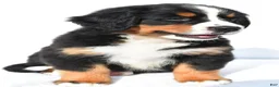 Bernese Mountain Dog dogs for sale: Peggy - Ad 7