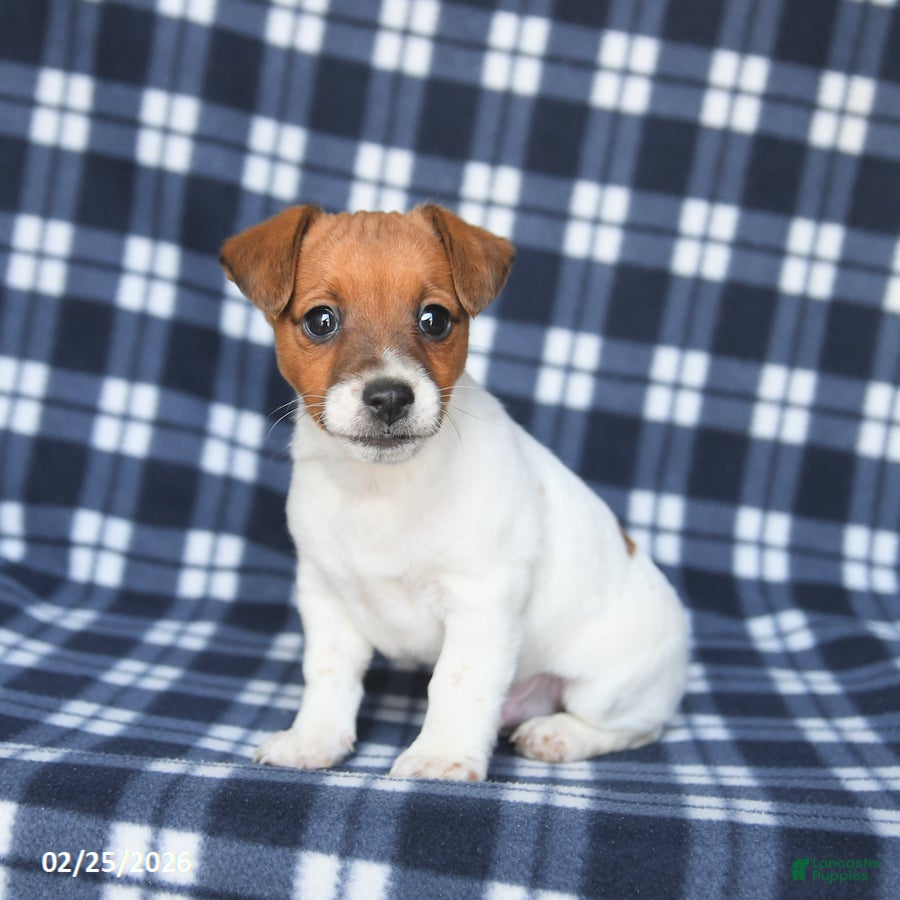 Jack Russell Terrier dogs Mike - Ad 1
