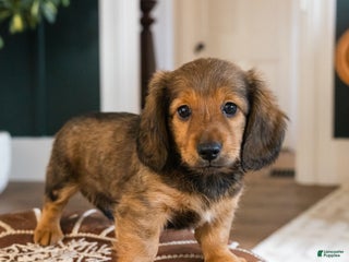 Dachshund dogs Slinky - CHRISTMAS PUPPY! - Ad 6