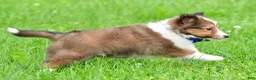 Shetland Sheepdog dogs for sale: Kevin - Ad 18