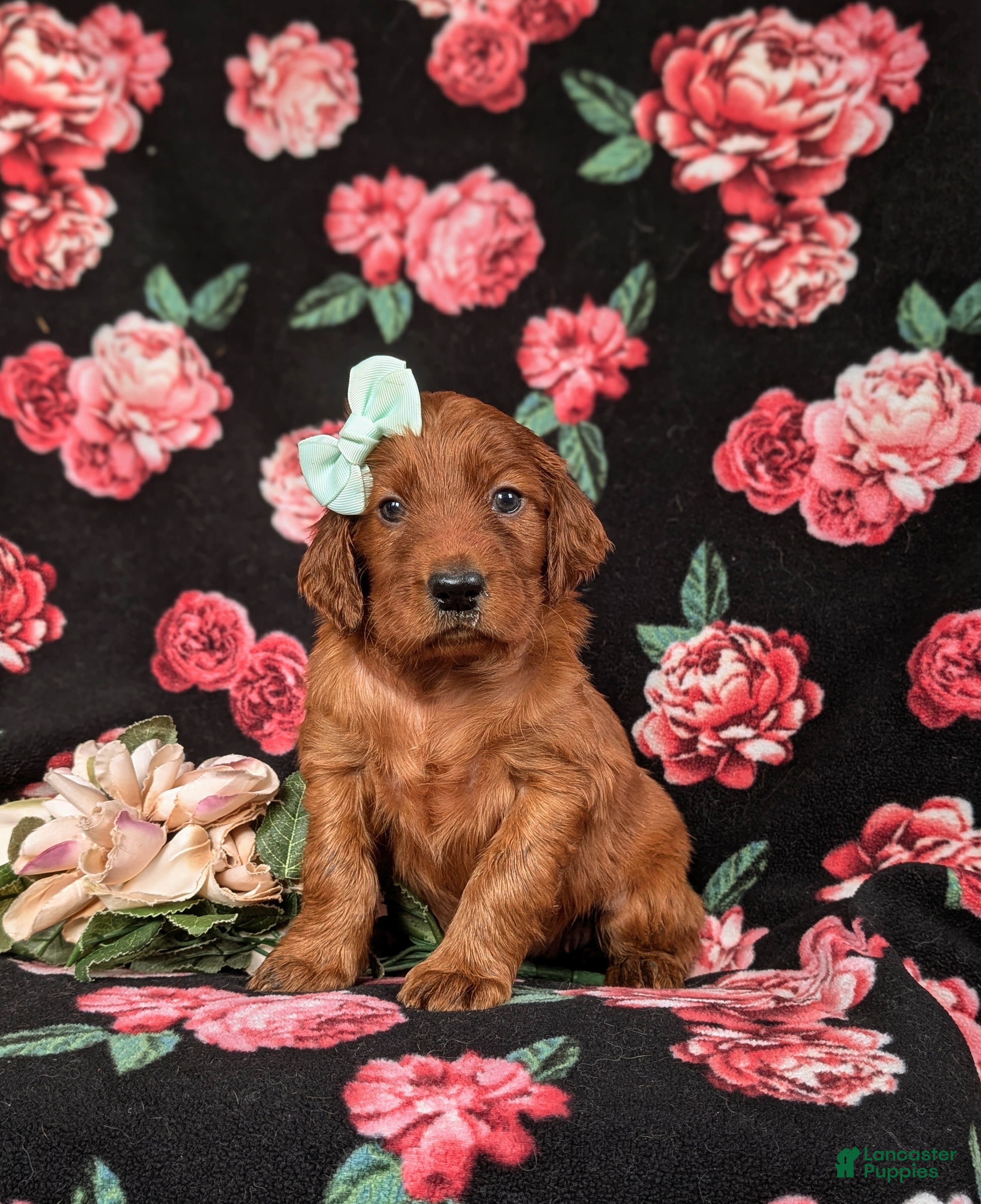 Irish Setter dogs Diannah - Ad 9