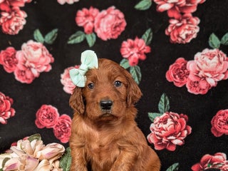 Irish Setter dogs Diannah - Ad 9