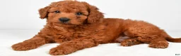 Mini Goldendoodle dogs for sale: Teddy - Ad 6