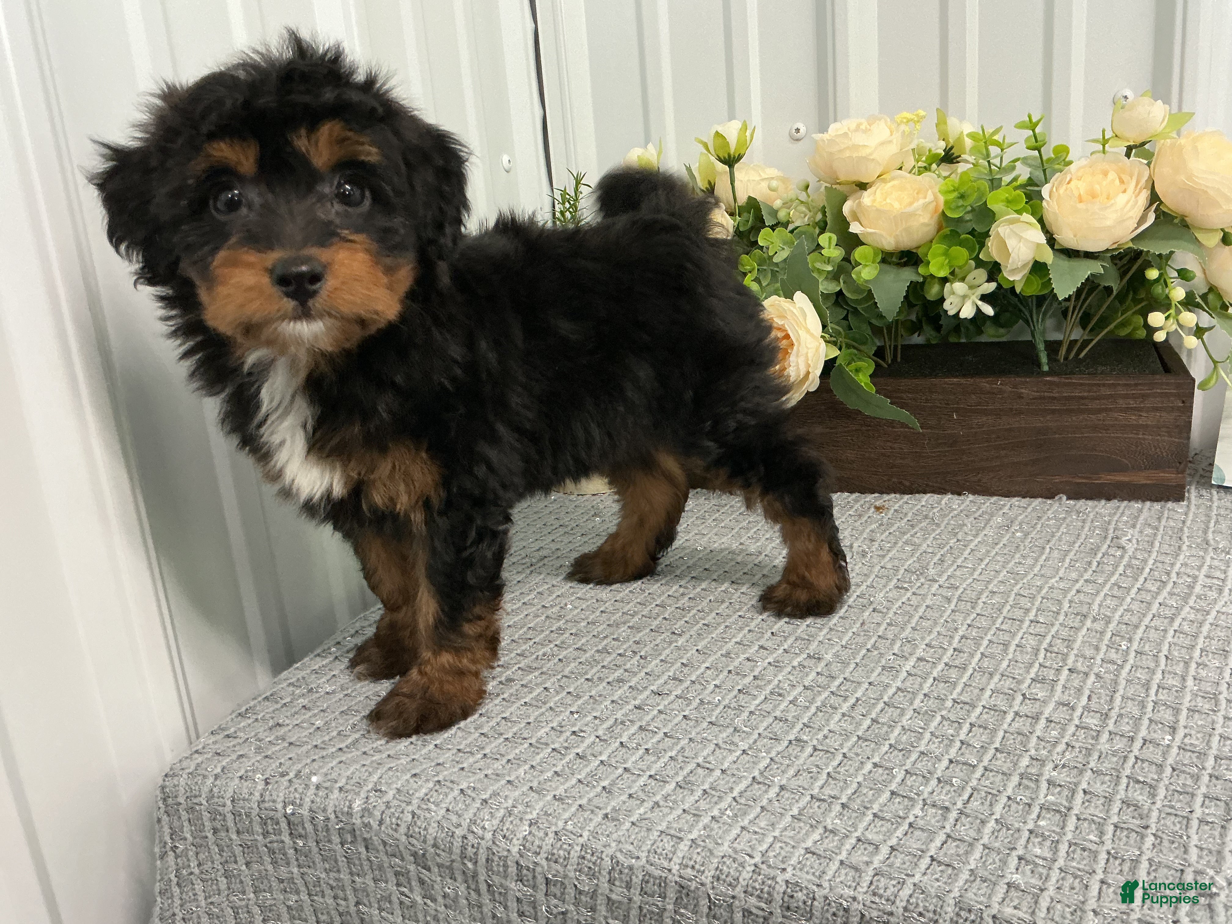 Aussiedoodle dogs Ms Amanda  - Ad 2