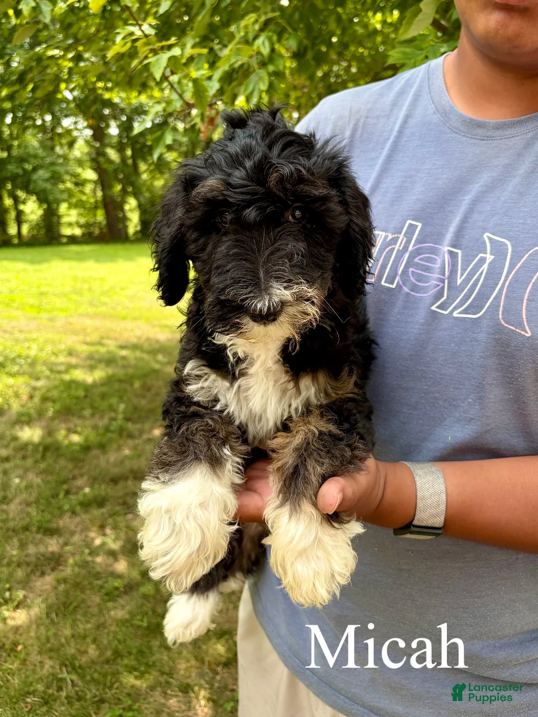 Mixed Breed dogs for sale: Micah - Ad 1