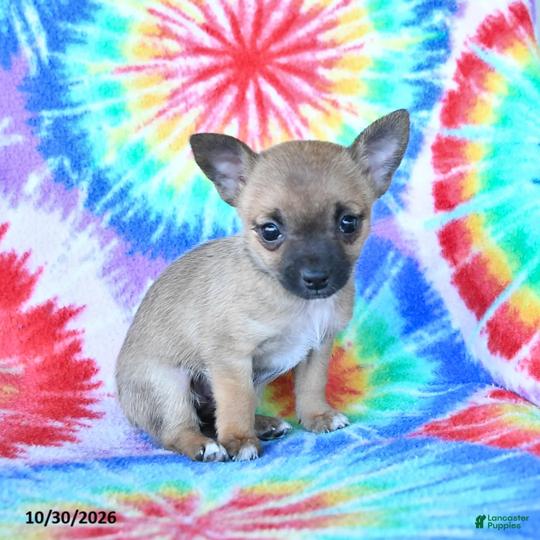 Mixed Breed dogs for sale: Muffin - Ad 2