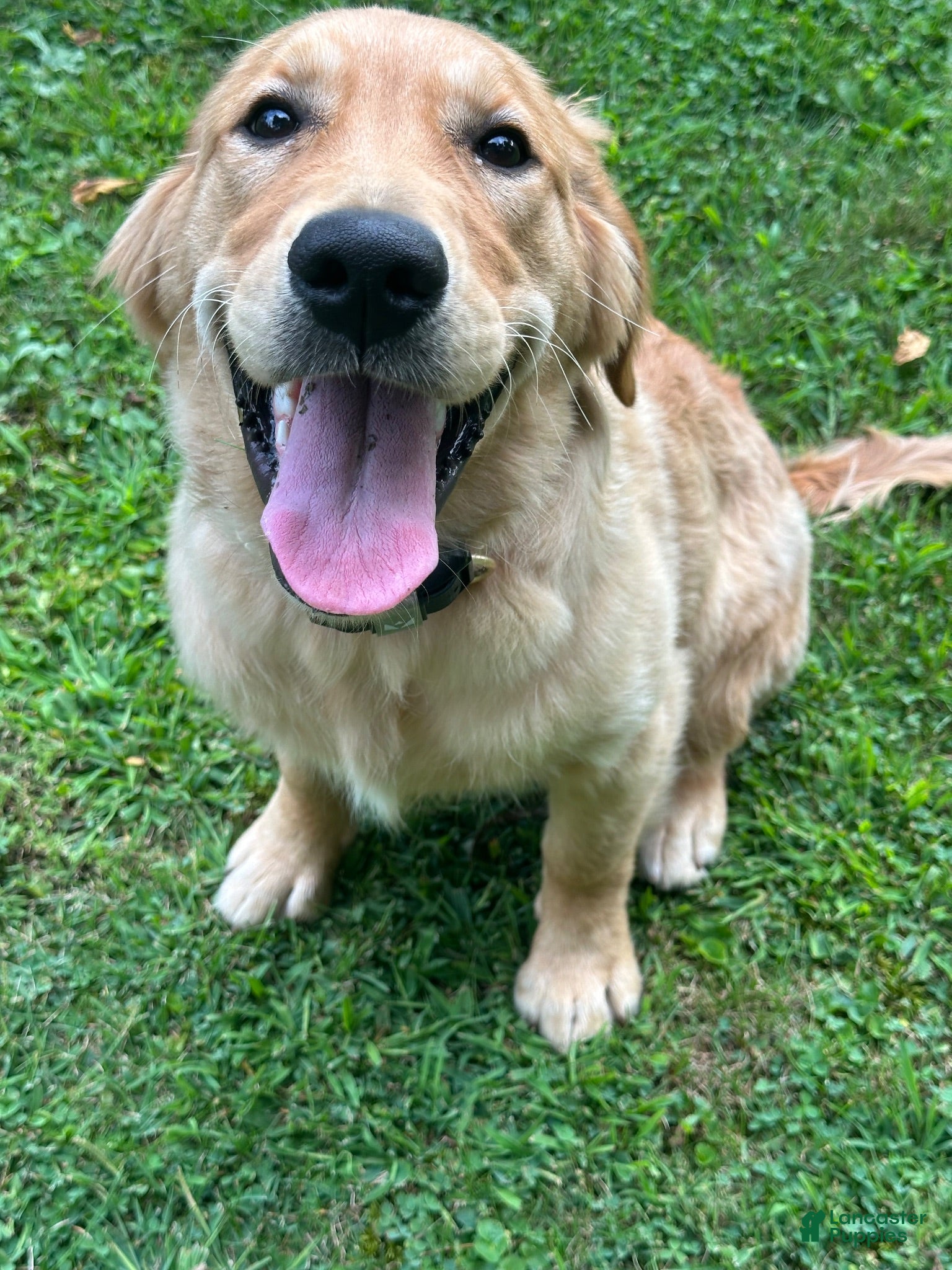 Golden Retriever dogs Morgan - Ad 2
