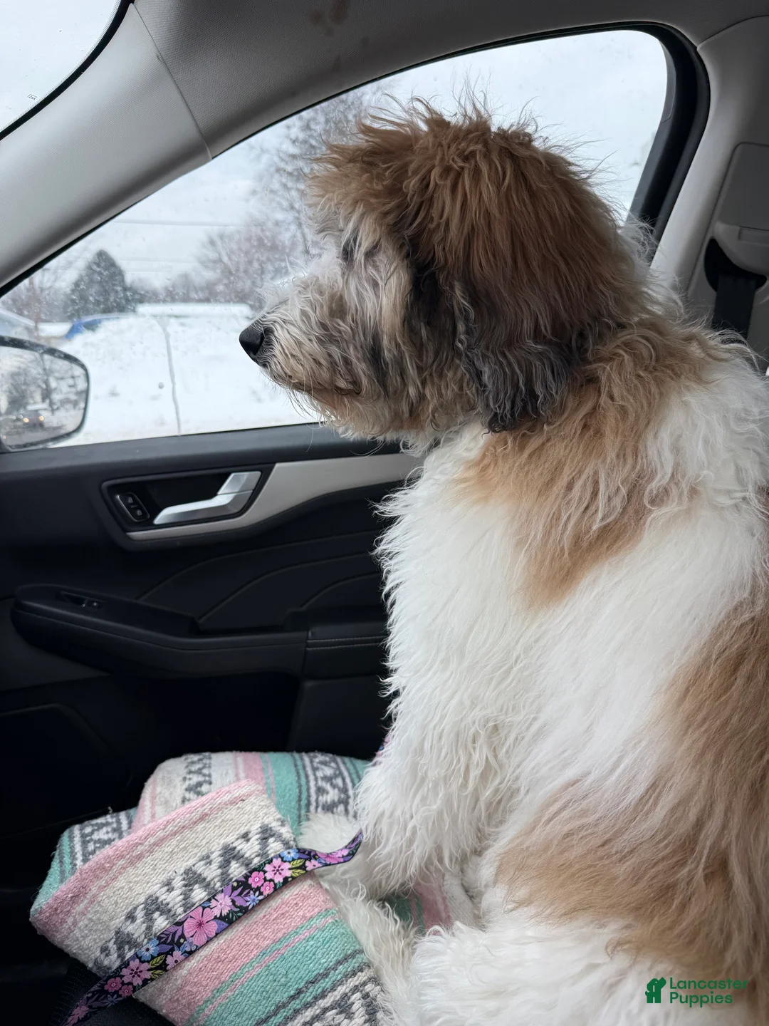 Saint Berdoodles dogs for sale: Saint Berdoodle 6mo Puppy - Ad 4