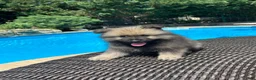 Keeshond dogs for sale: Luna - Ad 1
