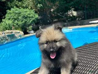 Keeshond dogs Luna - Ad 4