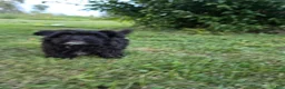 Yorkiepoo dogs for sale: Sailor - Ad 3