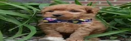 Mini Goldendoodle dogs for sale: Mini Greta - Ad 17