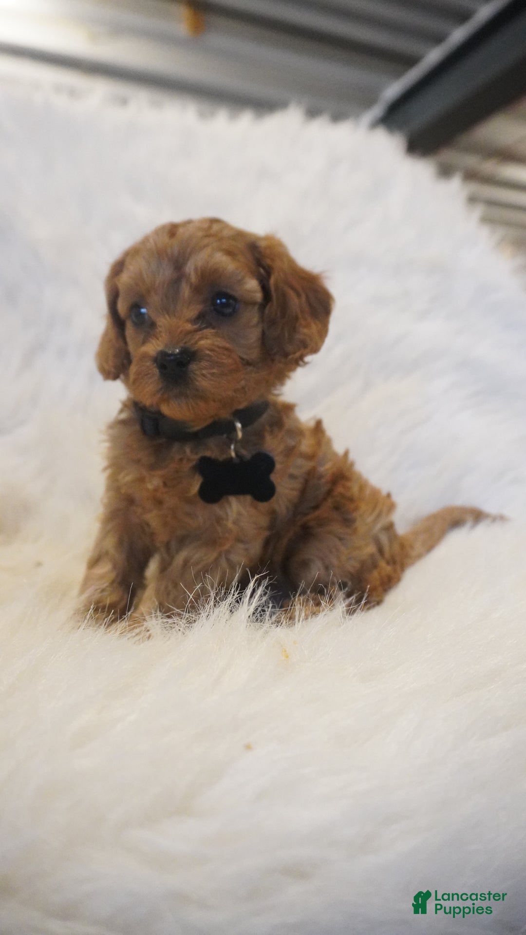 Cavapoo dogs for sale: Mars  - Ad 3