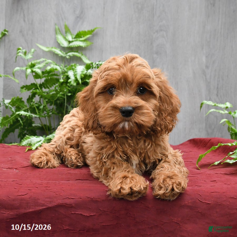 Cockapoo dogs Jasper - Ad 2