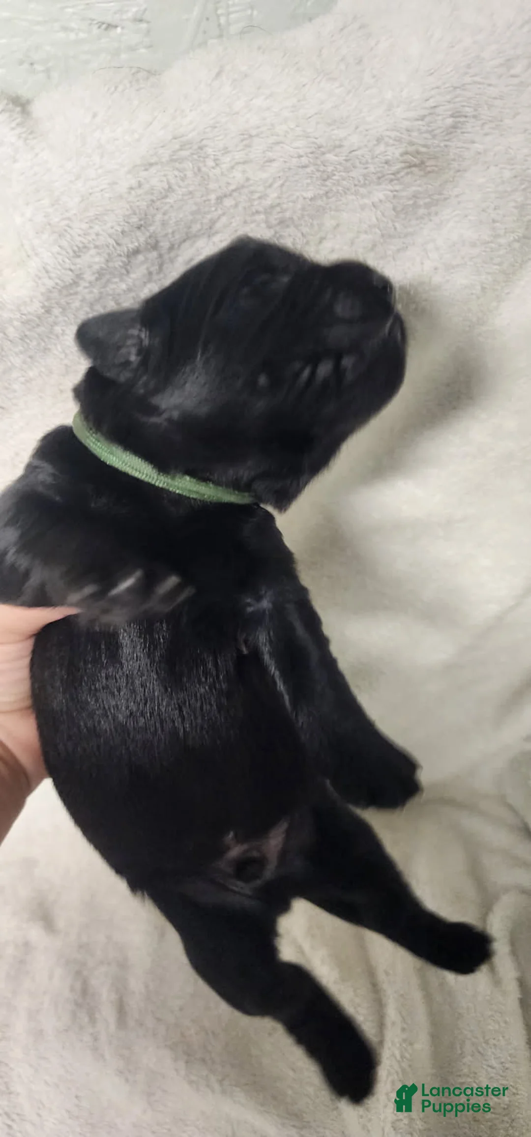 Newfoundland dogs for sale: Green - Ad 2