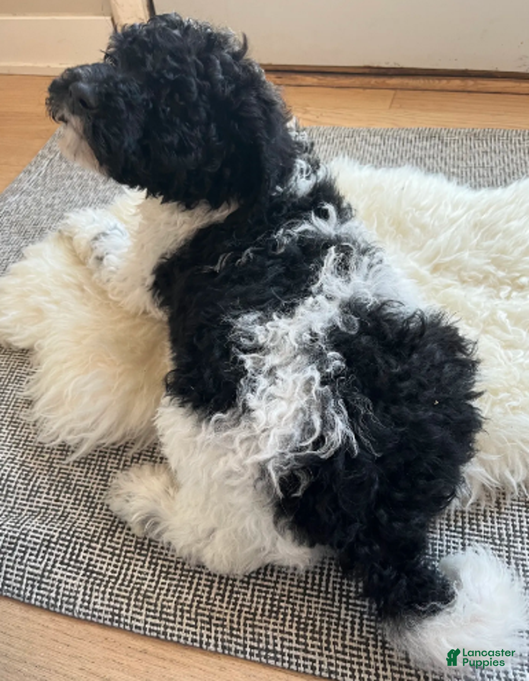 Labradoodle dogs for sale: Jones Standard - Ad 2