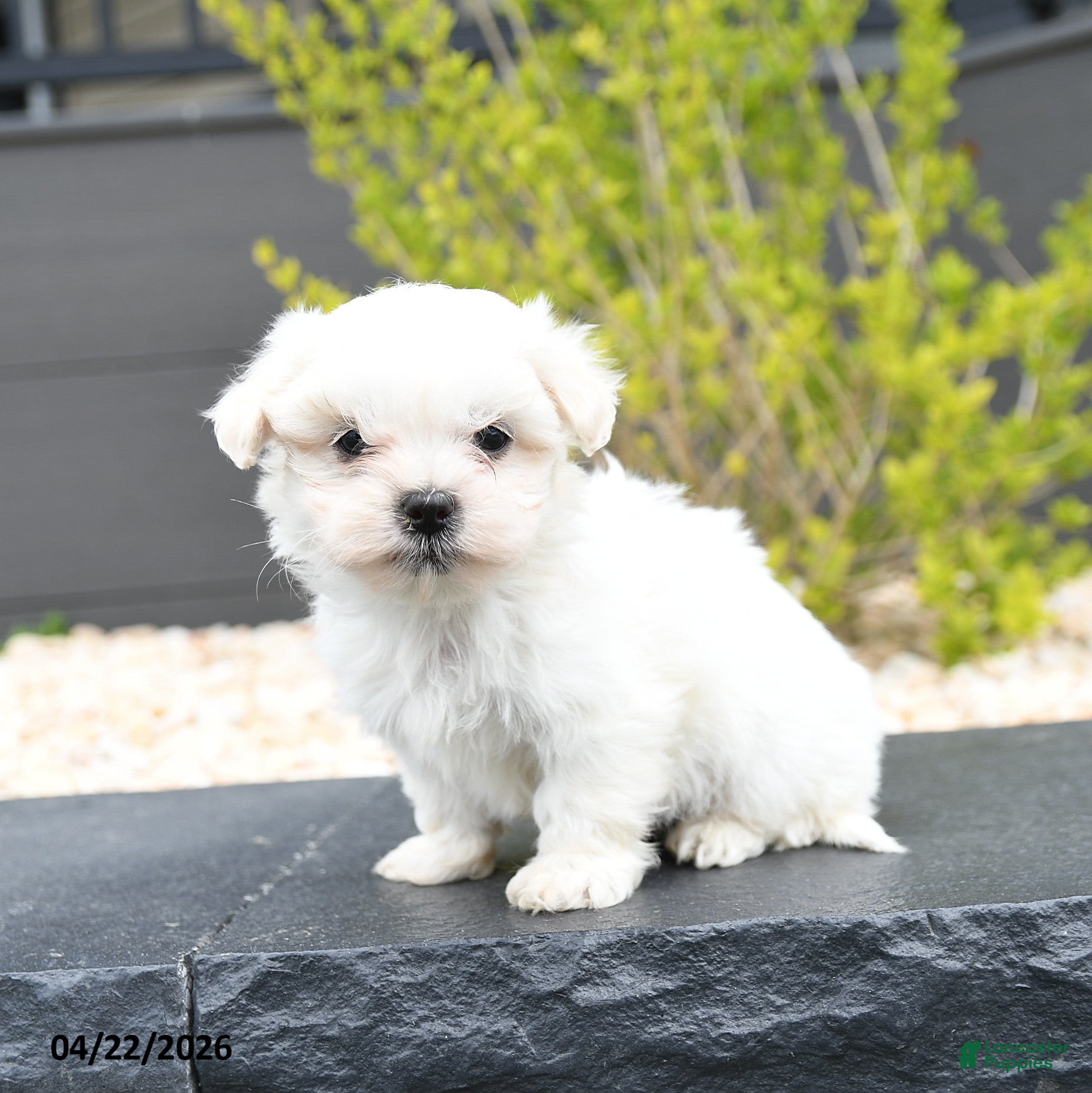 Mixed Breed dogs for sale: Cotton - Ad 3