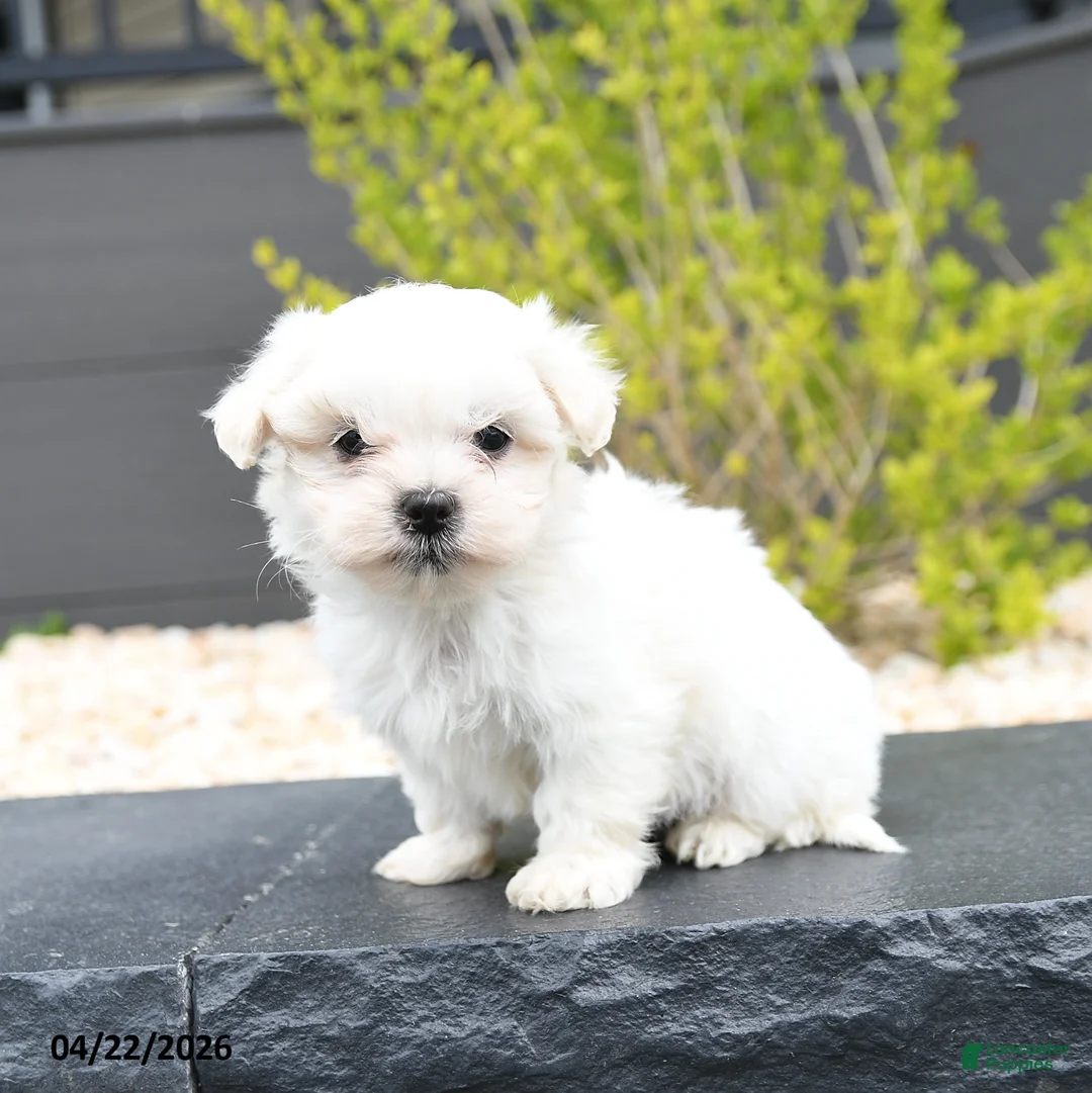 Mixed Breed dogs for sale: Cotton - Ad 1