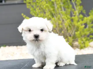 Mixed Breed dogs for sale: Cotton - Ad 3