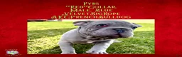 French Bulldog dogs for sale: Pyrs “Red”Collar, Male - Ad 6