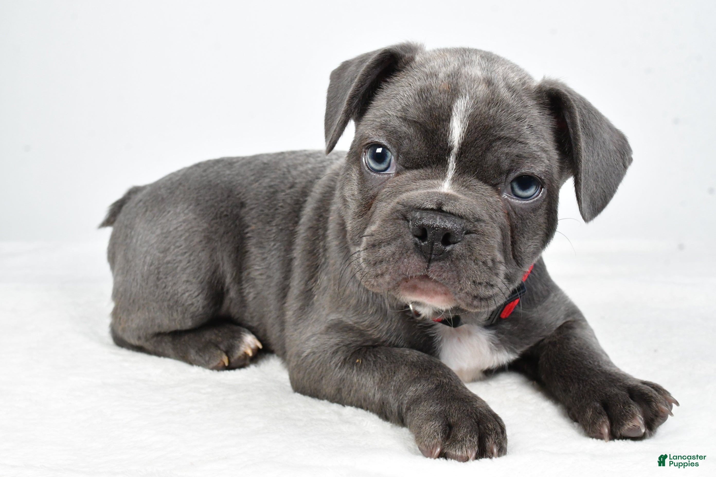 Frenchton dogs Austin - Ad 1