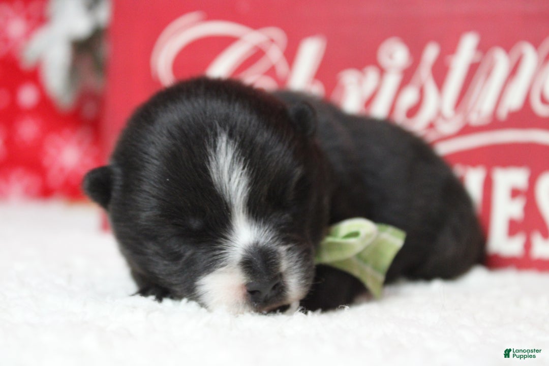 Pomsky dogs for sale: Luey  - Ad 5