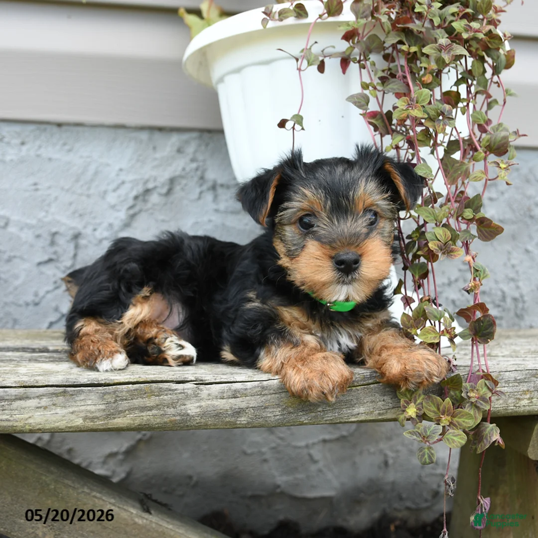 Yorkshire Terrier dogs for sale: Caramel - Ad 1
