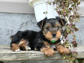 Yorkshire Terrier dogs for sale: Caramel - Ad 4