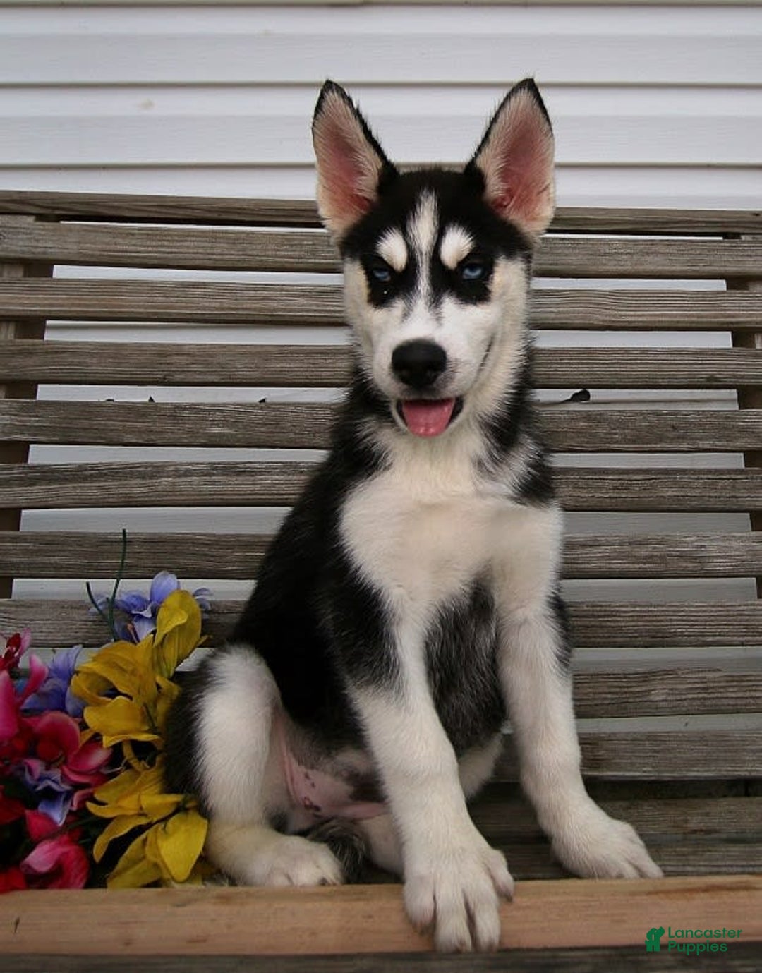 Gallery Image {{count}}