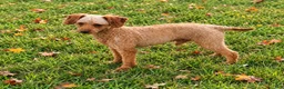Cavapoo dogs for sale: Kristina   - Ad 22