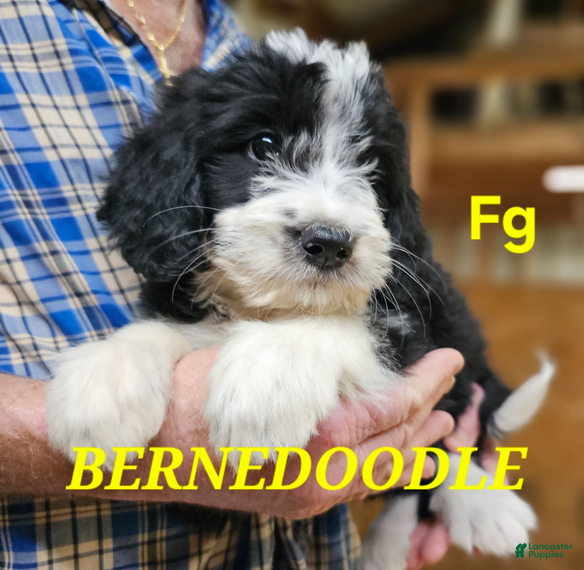 Bernedoodle dogs Bernedoodle  - Ad 2