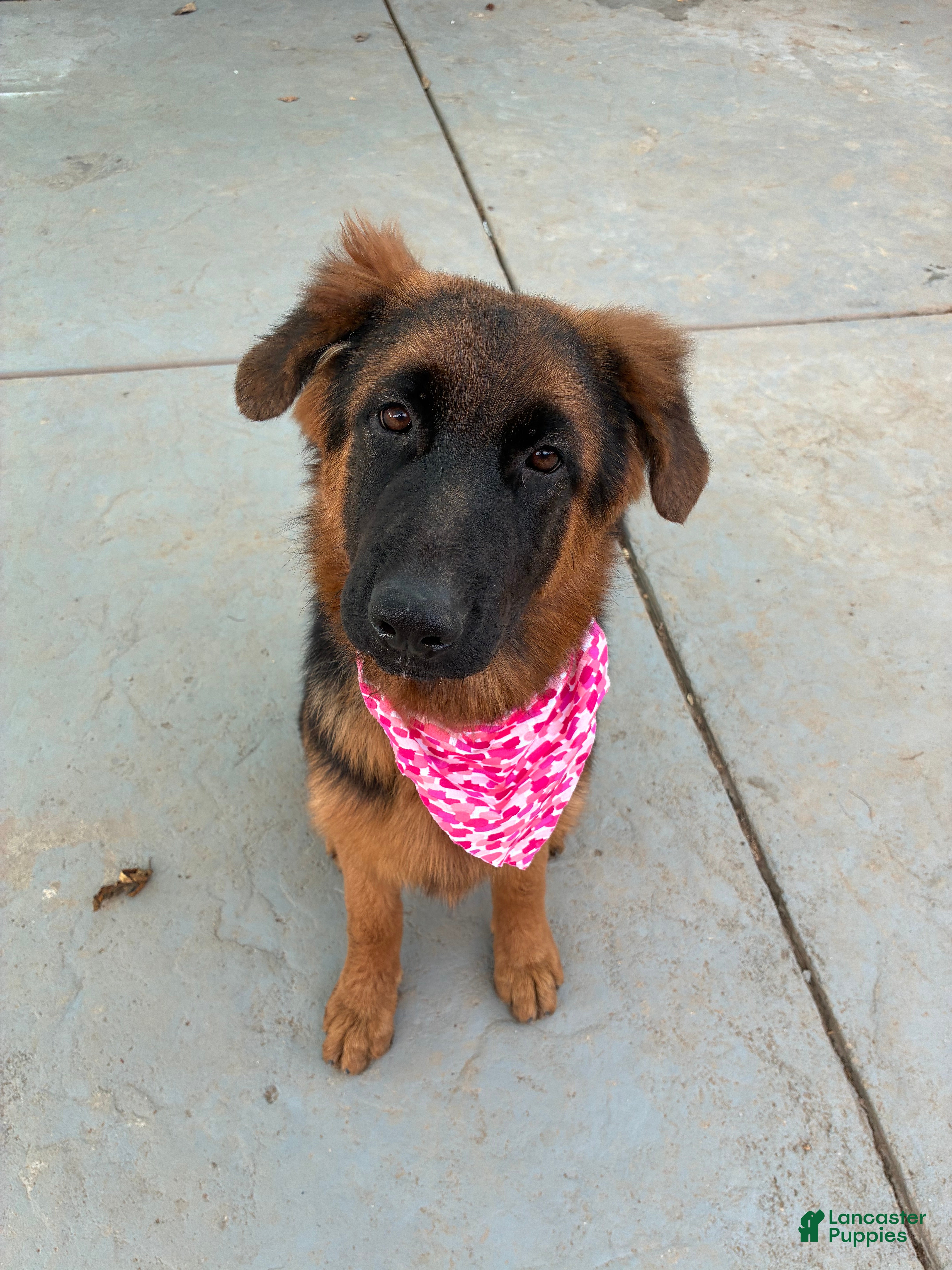 German Shepherd dogs German Shepherd 1 - Ad 42
