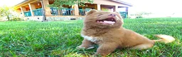 Siberian Husky dogs for sale:  S7 - Ad 3