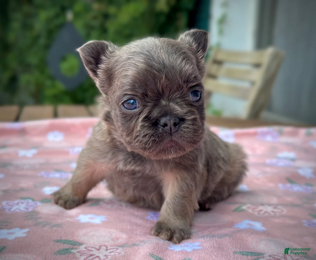 Gallery Image {{count}}